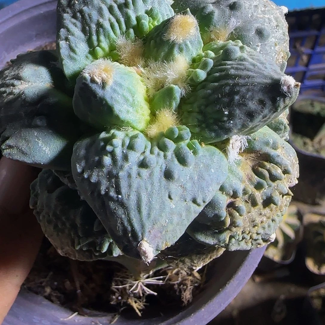 怒涛414仙人球开花了