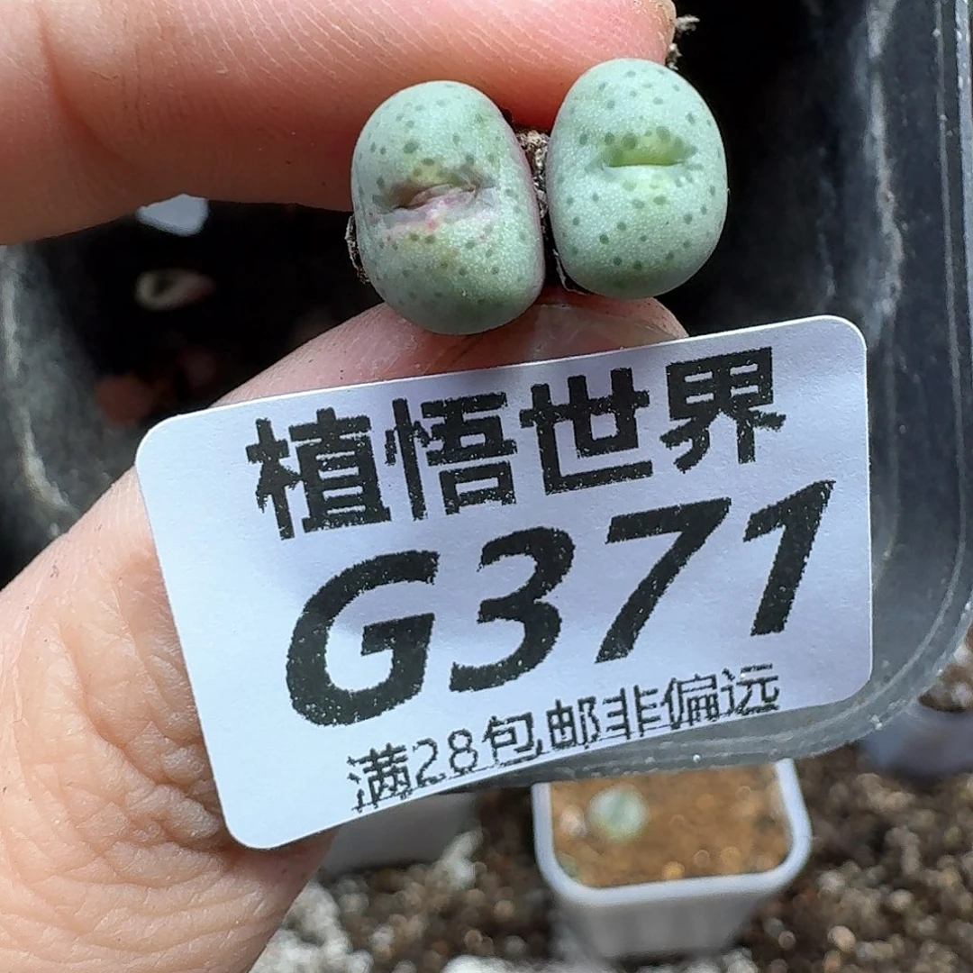 多肉植物的润泽fghh