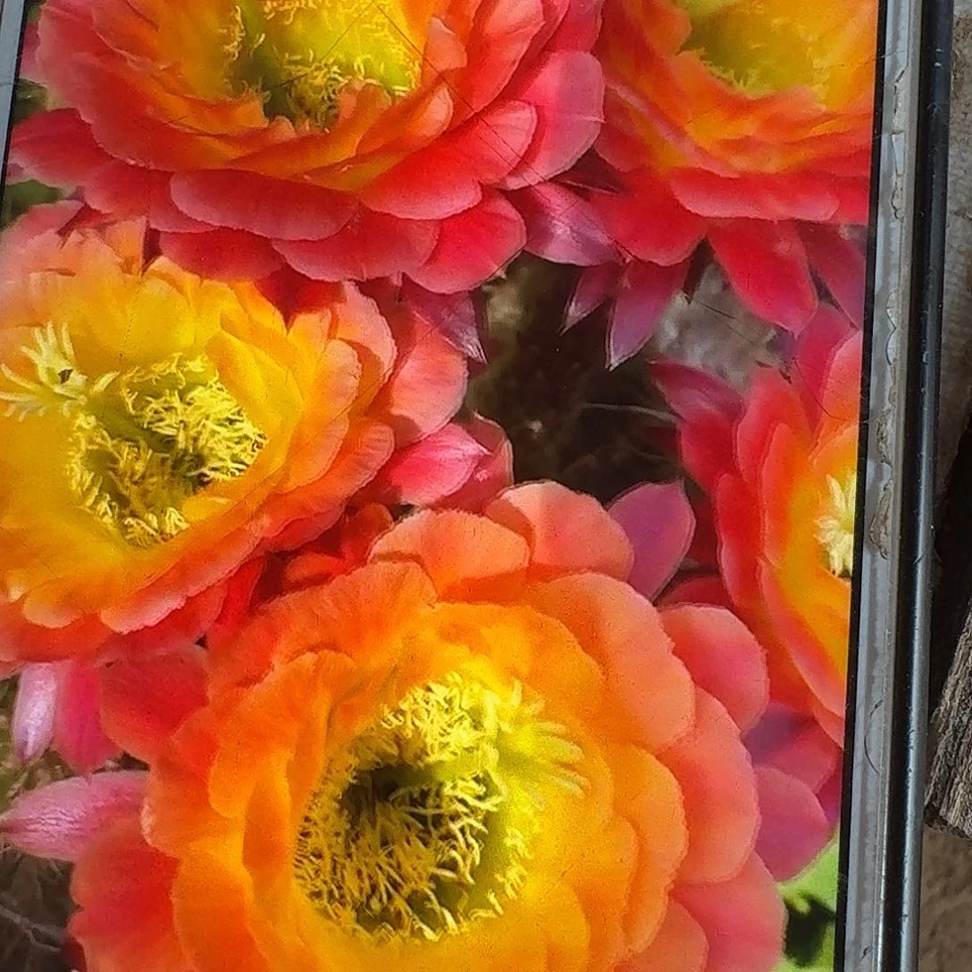 大满贯侧芽5公分毛花柱