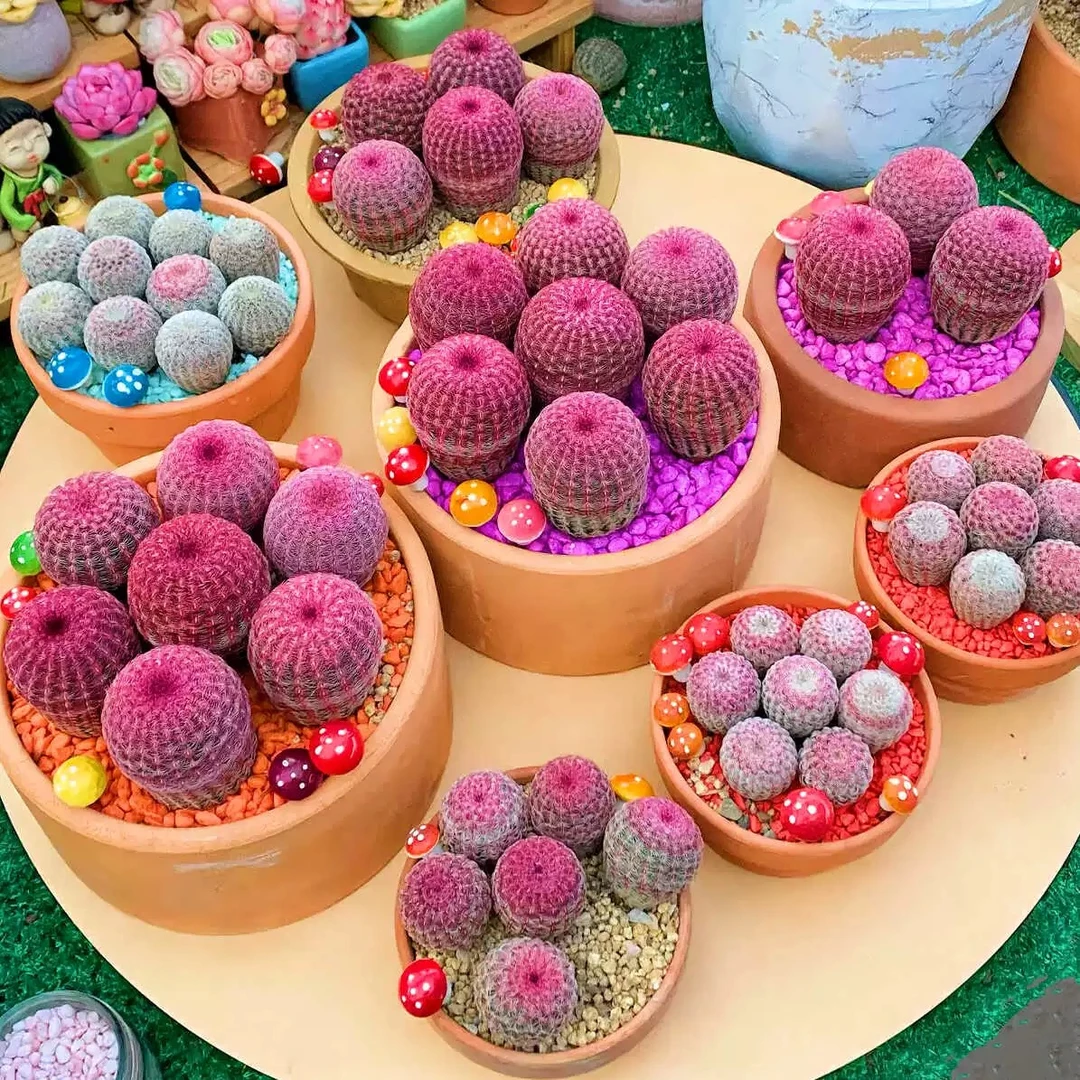 （T01一T10)一一多肉植物仙人球景天老桩法师肉锥鲜花绿植陶瓷花盆