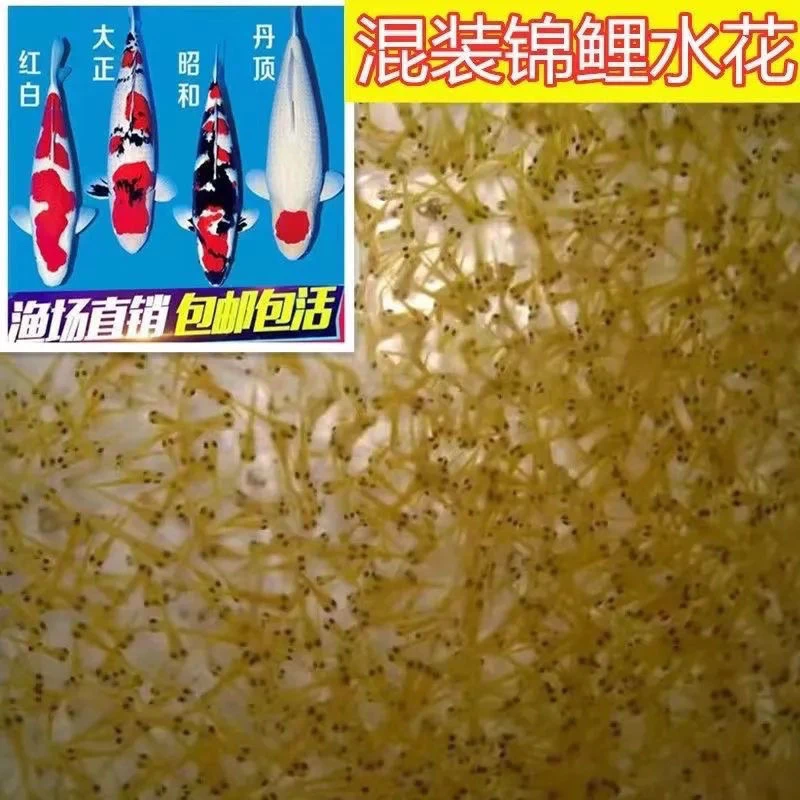 锦鲤水花锦鲤盲盒锦鲤水花