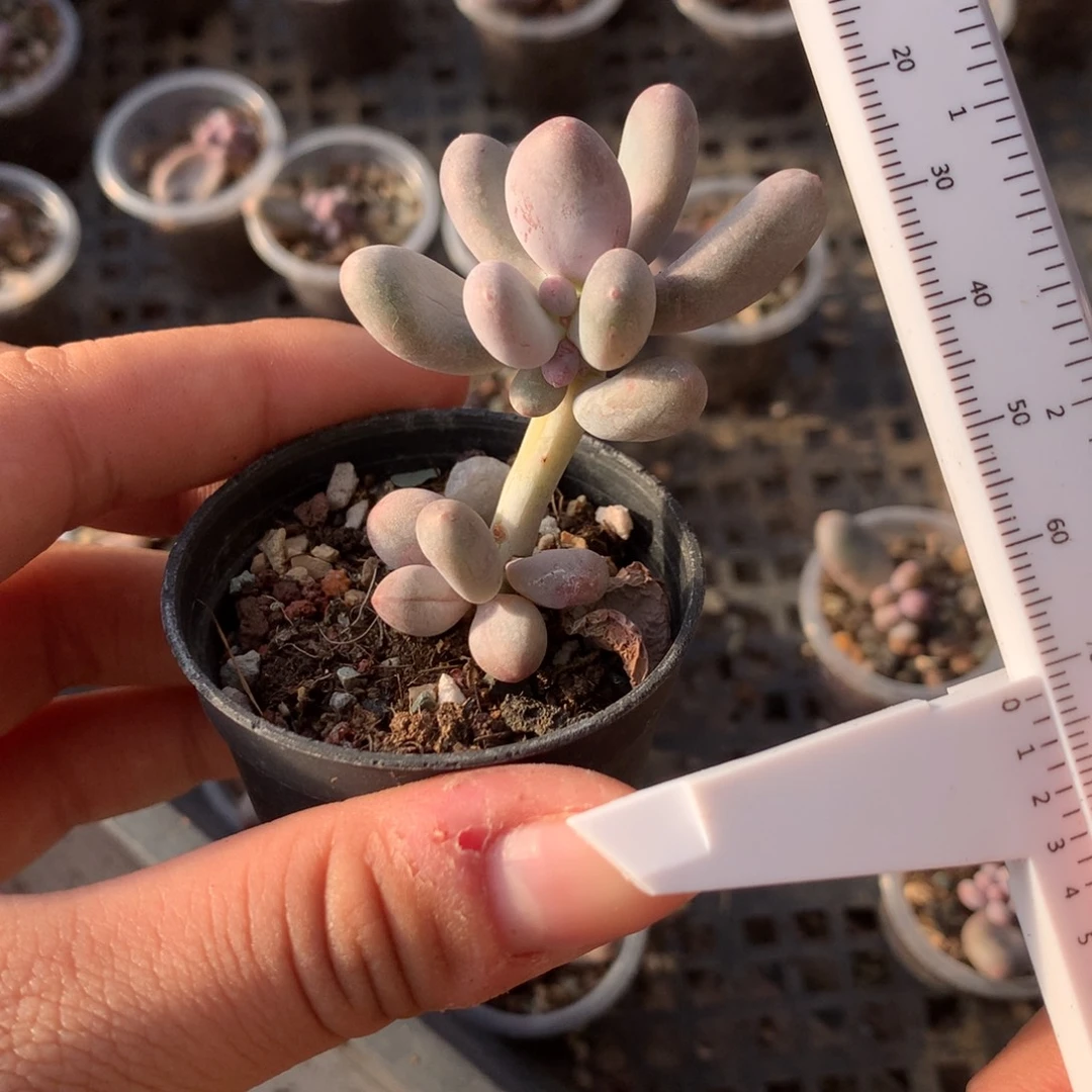 彩虹奶多肉植物哈哈