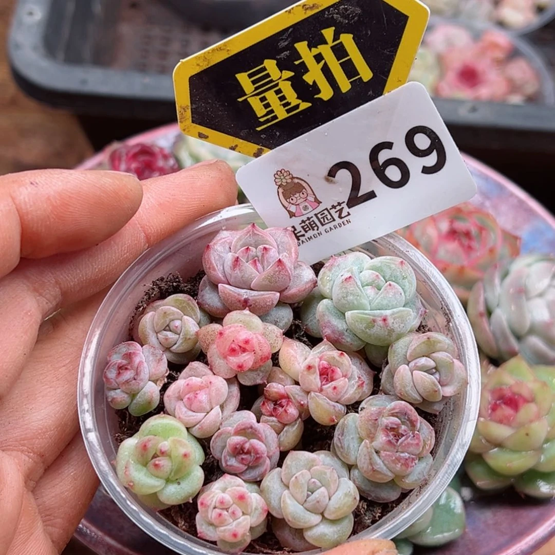 多肉植物多肉植物