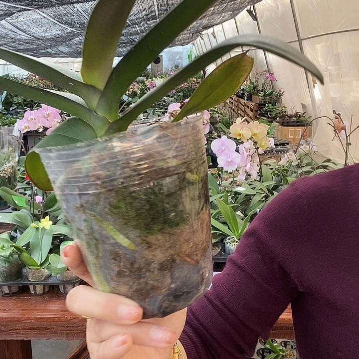 无花朵金龙蝴蝶兰