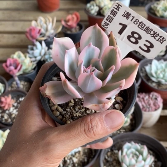 一*升183一一一一一一一一一