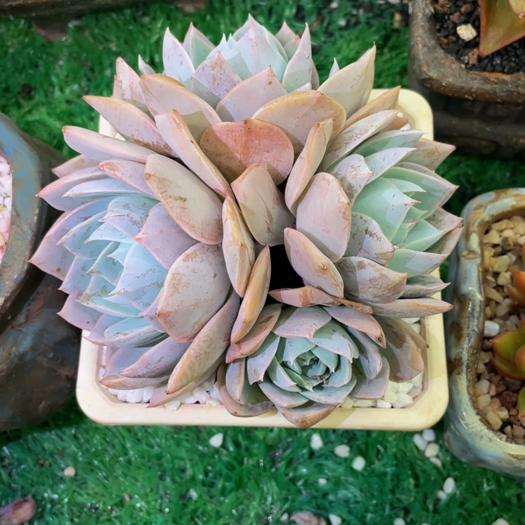 木樨甜心多肉植物盆栽