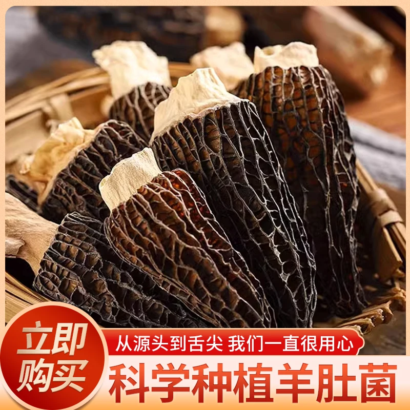 羊肚菌干货现摘现烘现发特级羊肚菌科学养植纯干蘑菇煲汤食材