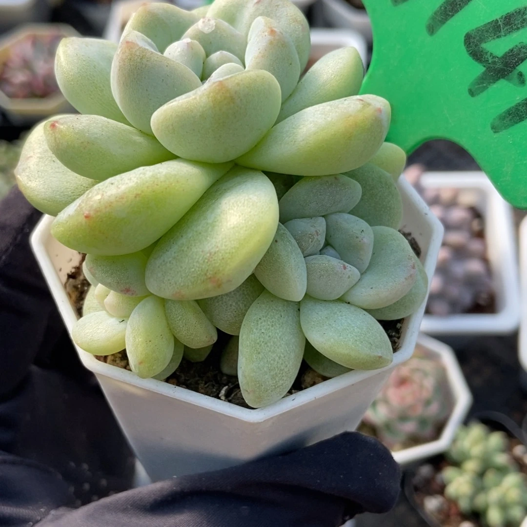 3141冰玉石化多肉植物