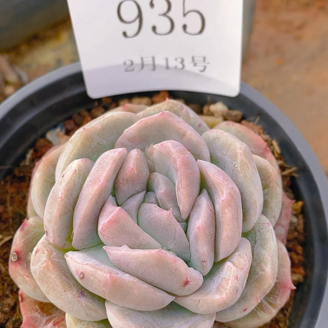 【闪购商品】云935