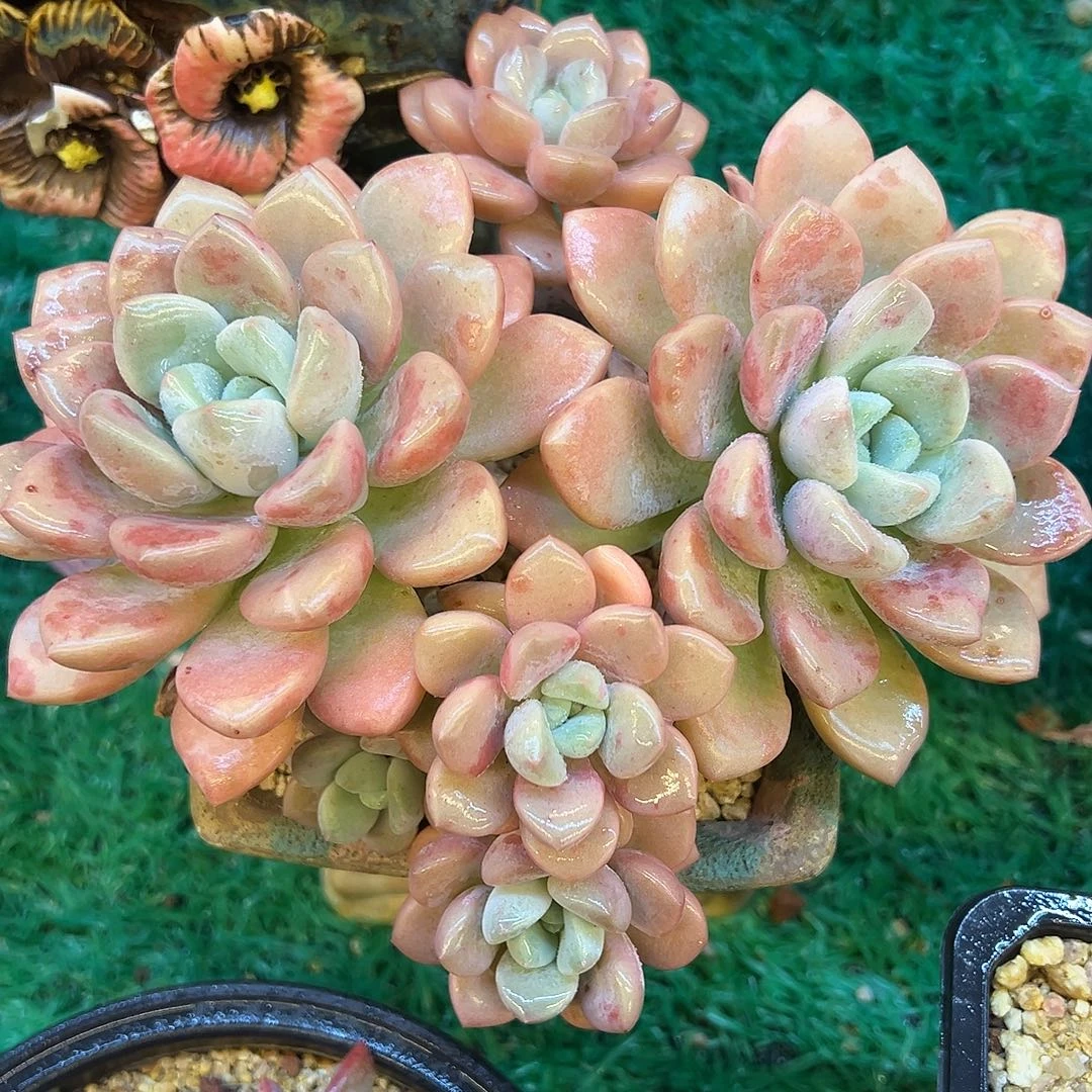 花斑鹿，，，，，，，，，，，，，，，