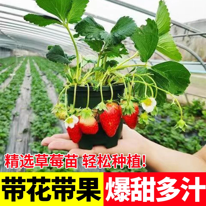 奶油红颜盆栽带果带花阳台种植好养易活净化空气