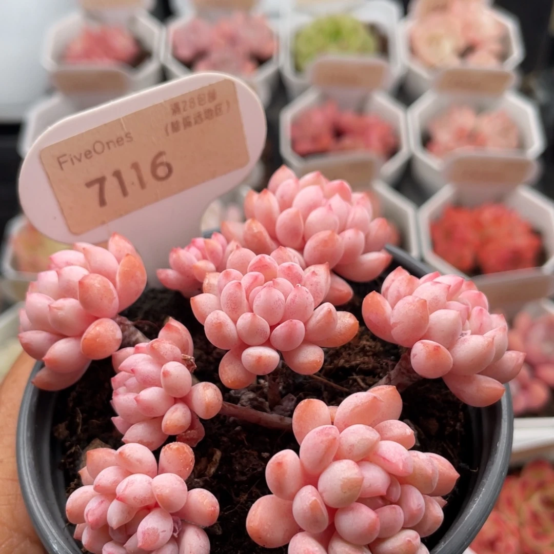 小红蛋7116-8.0厘米