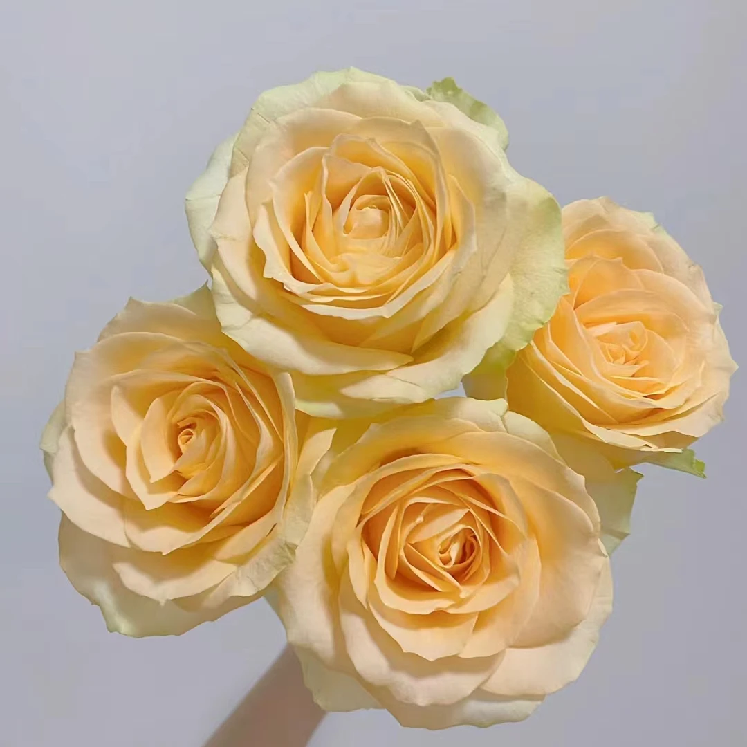 蜜桃雪山 香槟单头玫瑰【零度以下不拍保温棉不售后】十支装