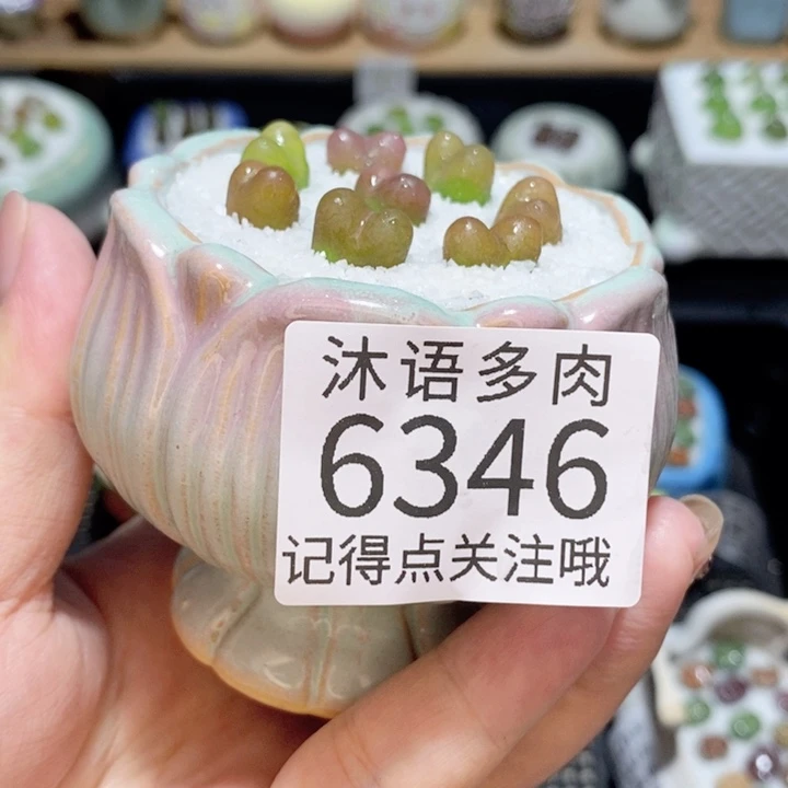 带盆土发货 精美盆栽 6346