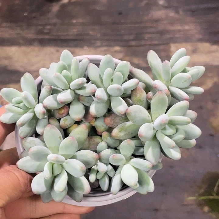 企鹅杂哦哦哦哦哦哦哦