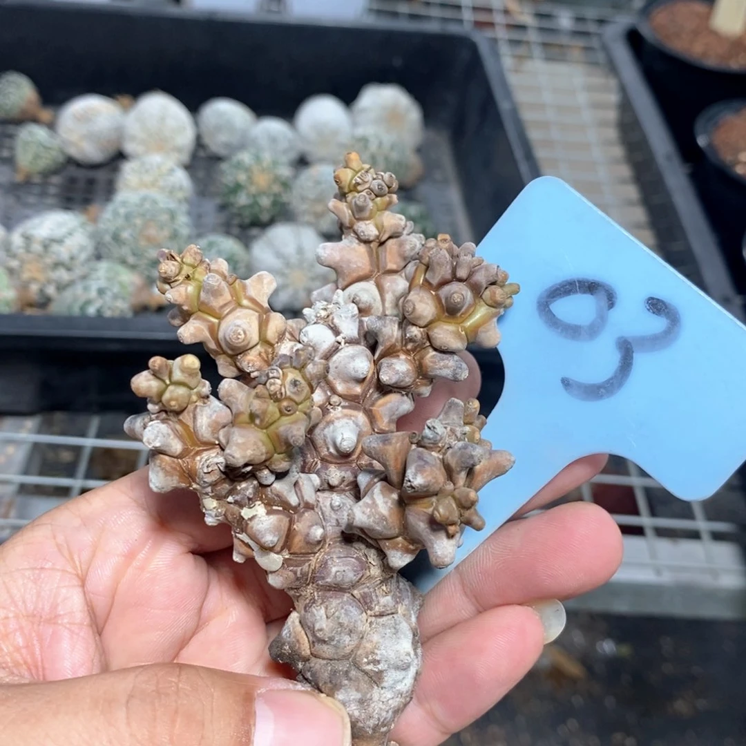 蛮鬼塔后墩菊多肉植物