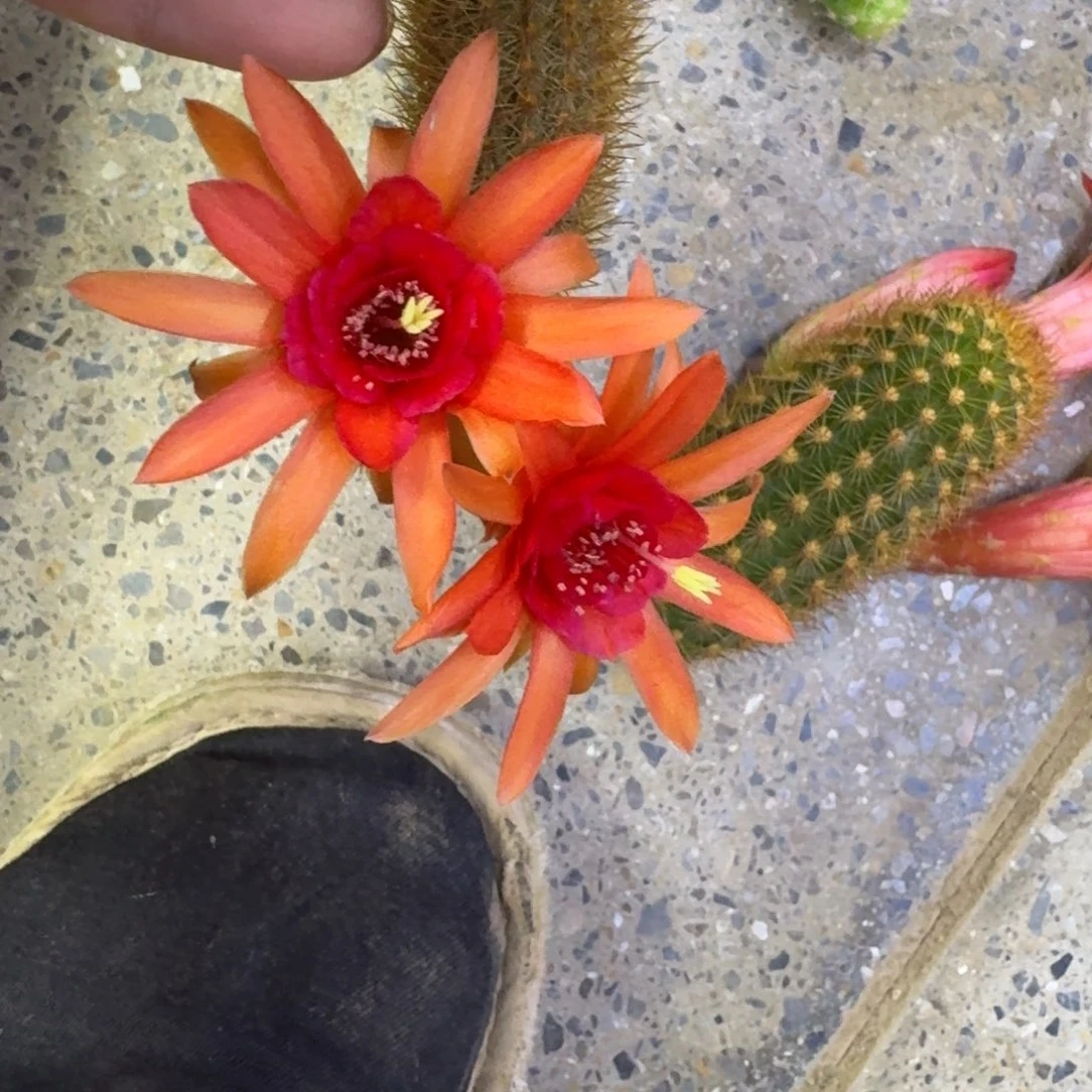 205垂吊金妞红水晶3个无根侧牙5公分左右，20包邮