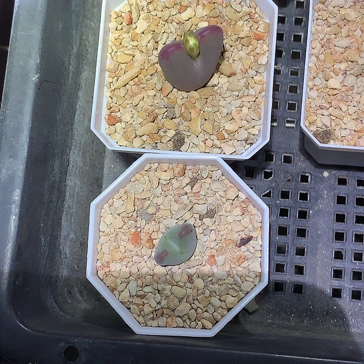 茗***殇精品多肉植物精品多肉