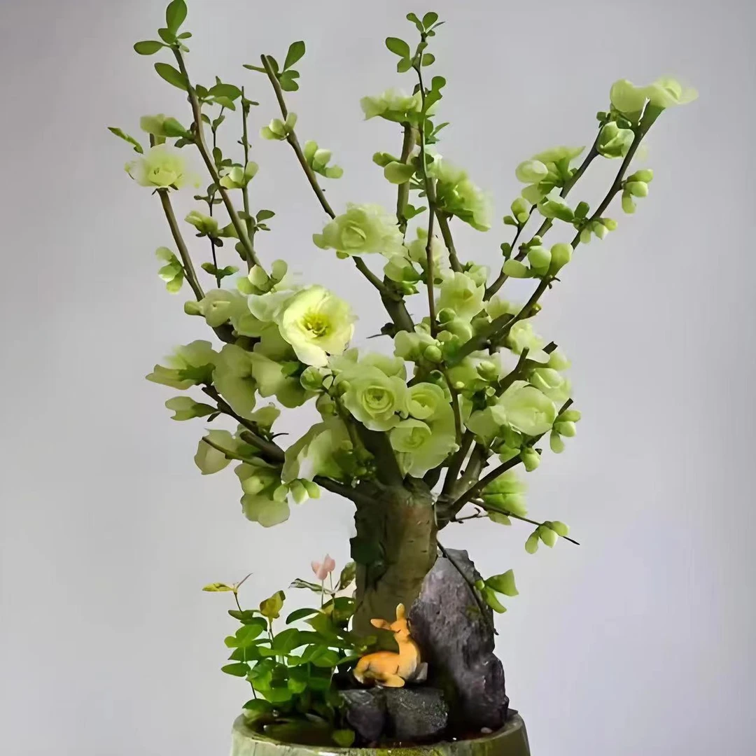 绿宝石海棠长寿海棠南方北方都可以养殖耐寒植物