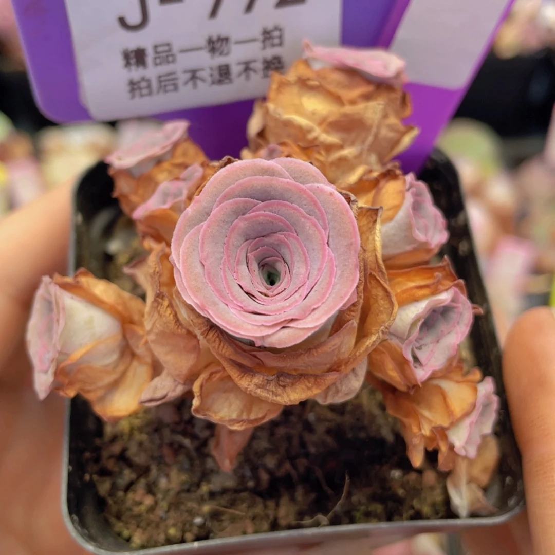 山地玫瑰时笙J772