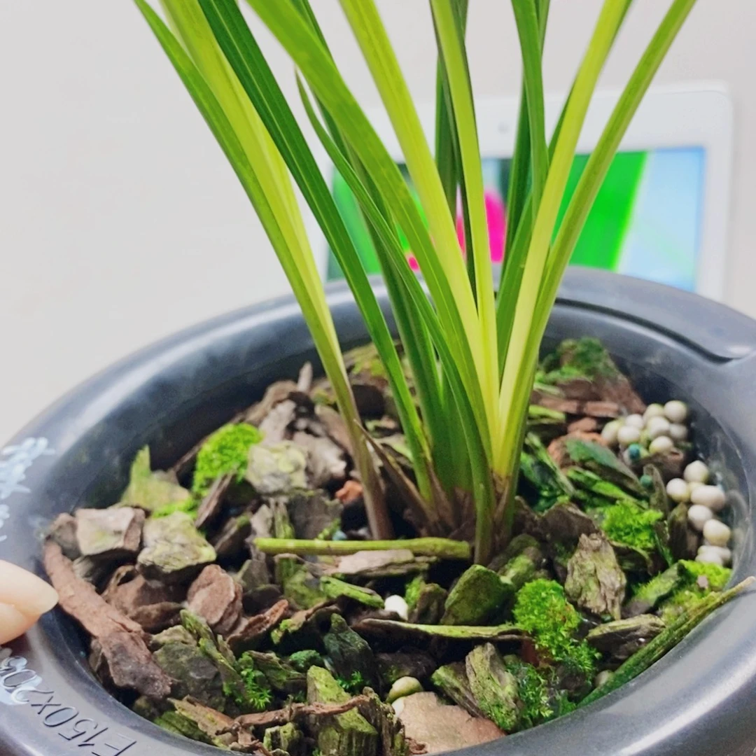 夏***旧当前无花栽培后可以开花