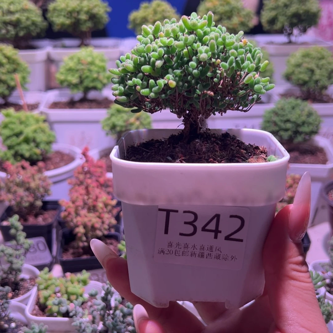 蜜橘带盆土发货一物一拍