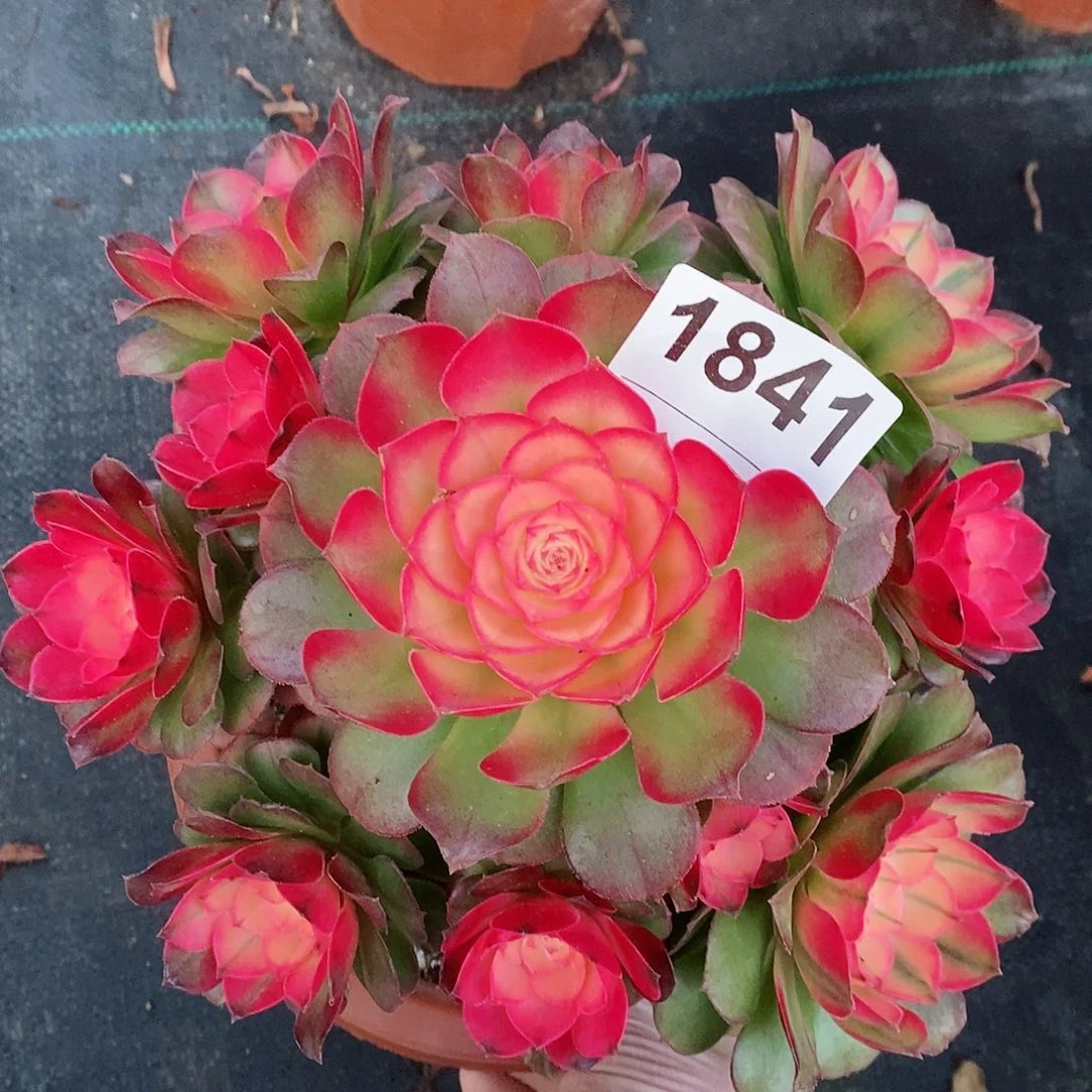 红陶1841荔枝4官服18