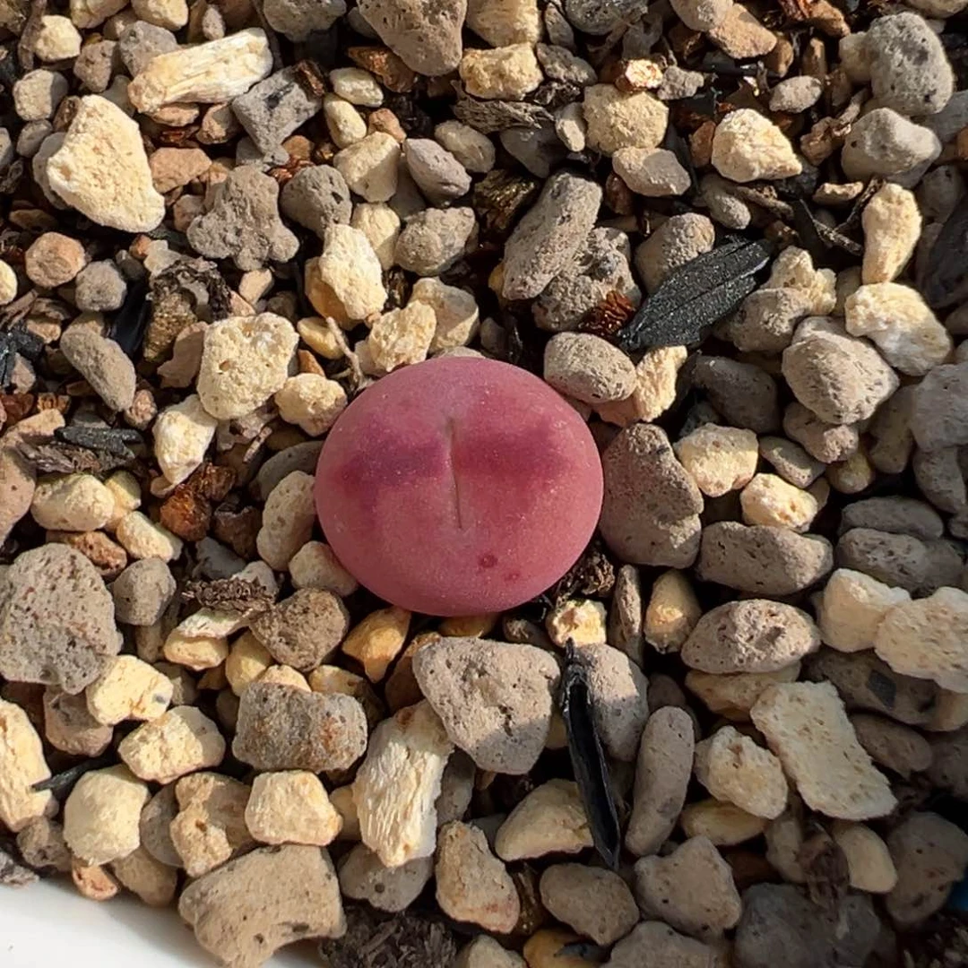 仙粉体拉桃状态图 已出勿拍