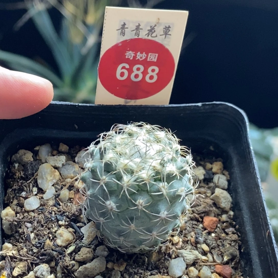 实生雪顶海胆娇丽2.6cm