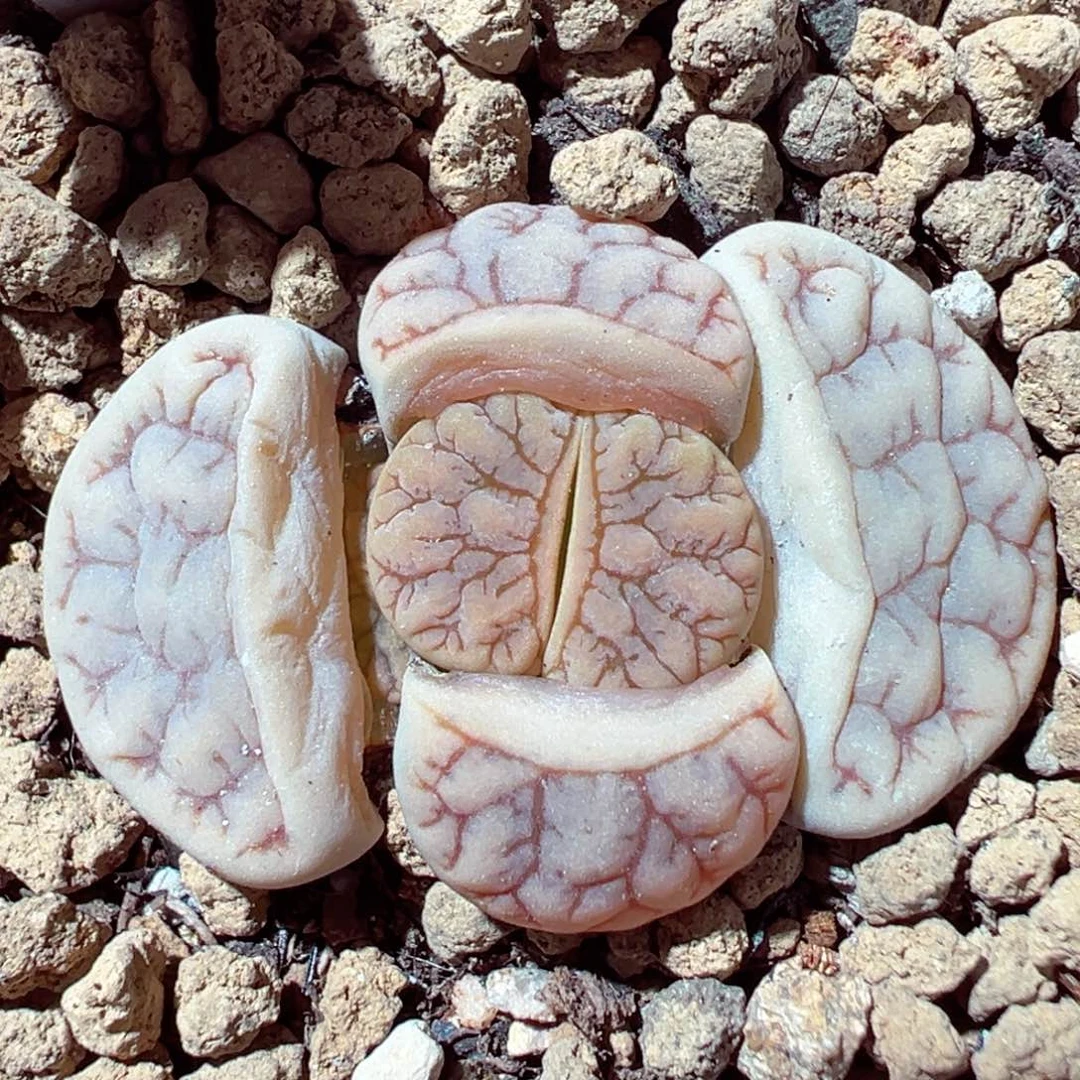 1216-412多肉多肉