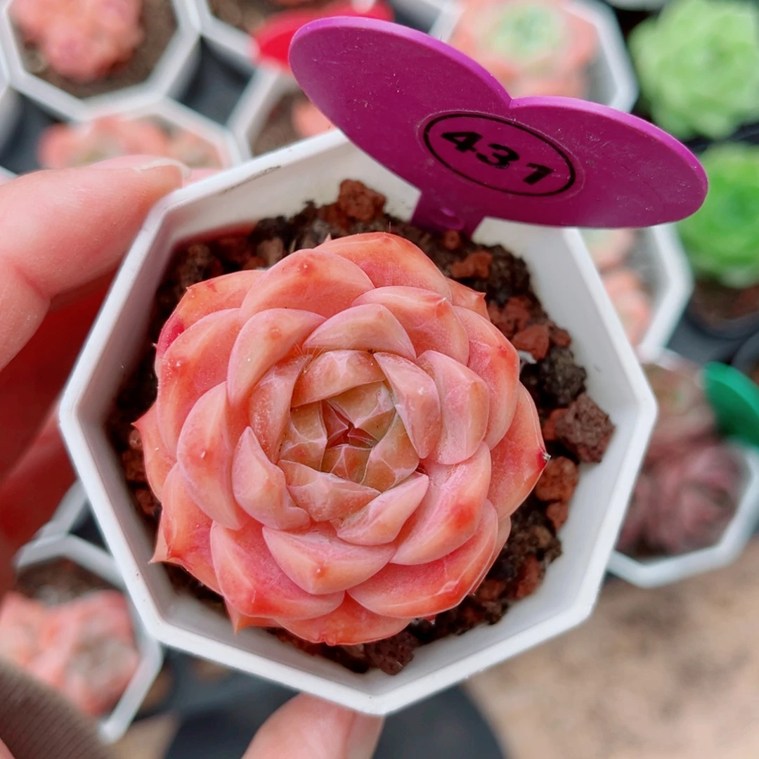 风靡园艺新品糖心单头