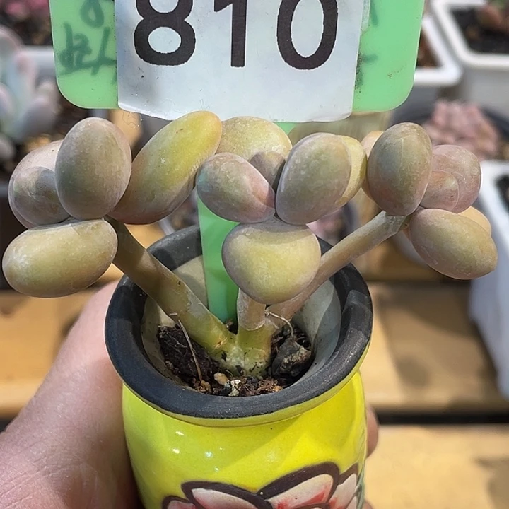 芒果奶810号的啊啊啊啊多肉啊啊啊