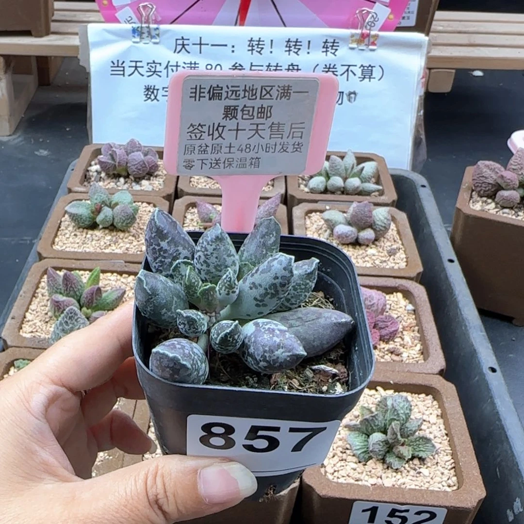 857二代紫海报多肉植物