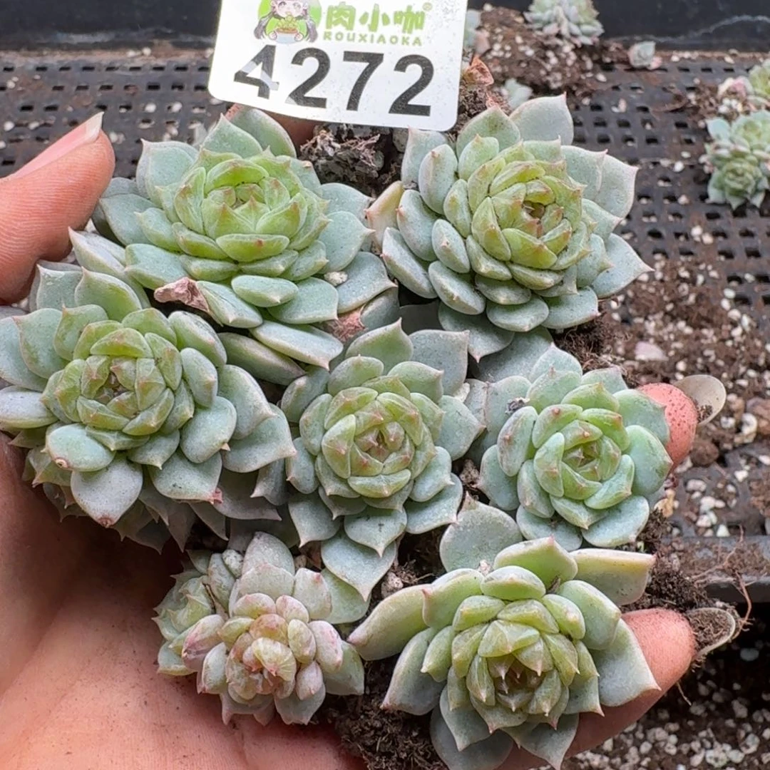 多肉植物多肉植物