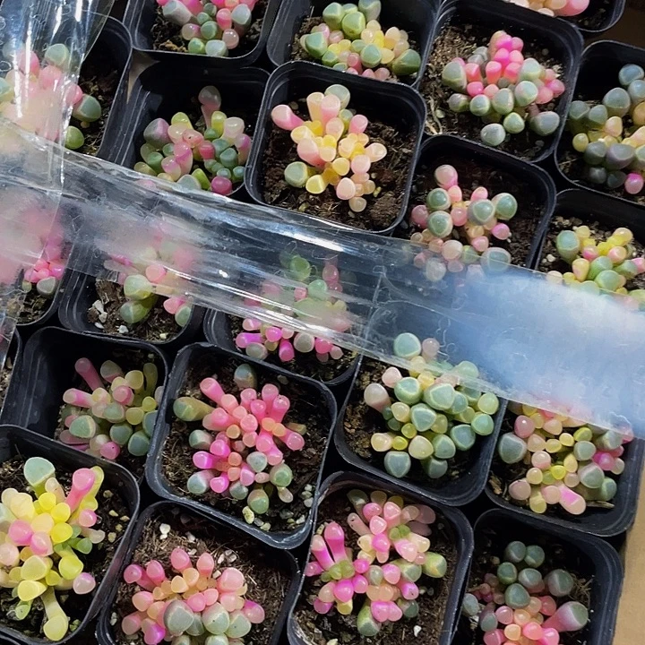 锦锦锦五十铃玉锦