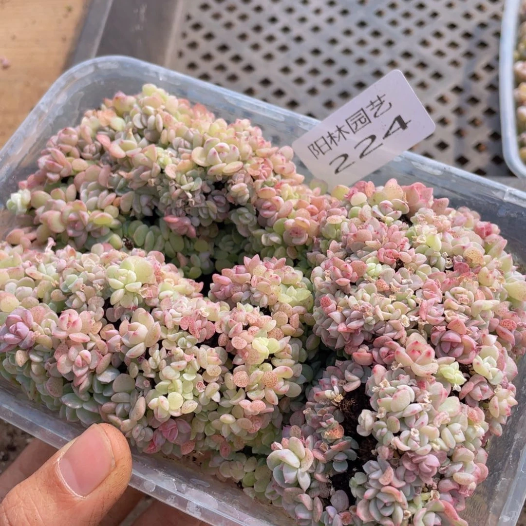 大*妮多肉植物多肉植物224