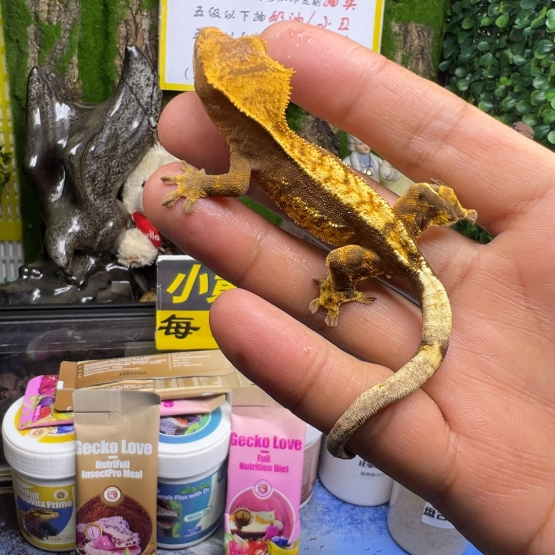 睫角守宫直线奶油三色