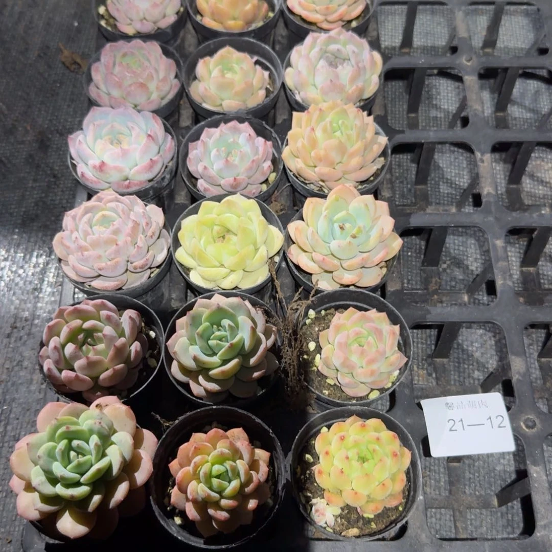 馨品21-12量拍组合十八颗