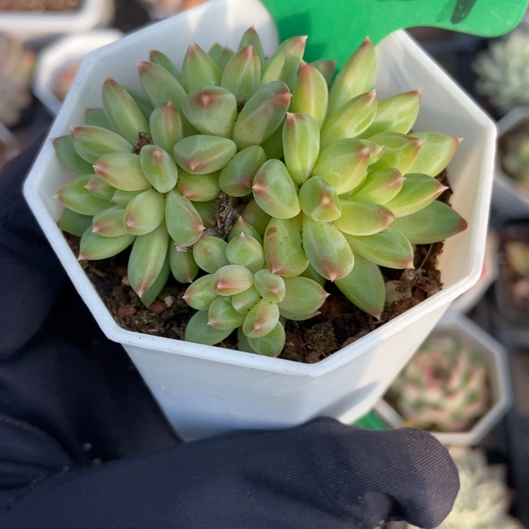 2087甲骨文多肉植物