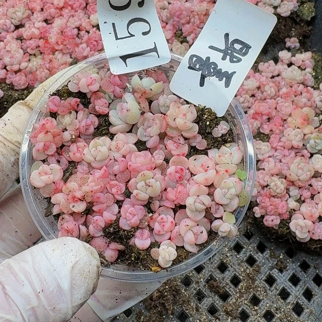 多肉植物多肉植物159量拍