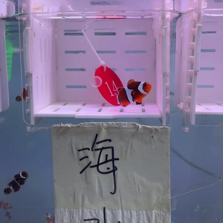 海水鱼精品黑背心1条3.5.