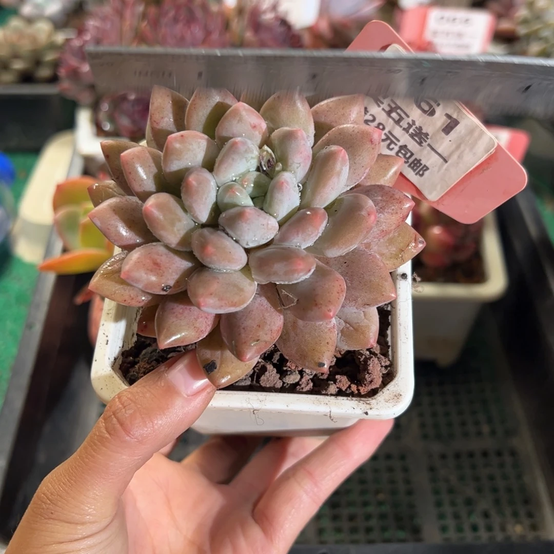 表妹精品多肉植物461.