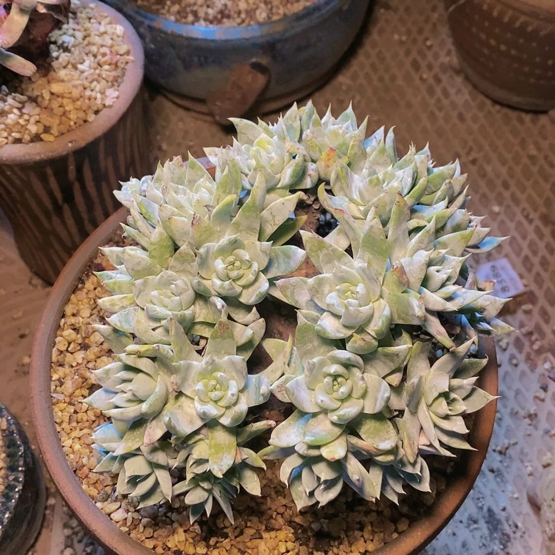 【闪购商品】哈哈哈哈诺玛拇指多肉1308