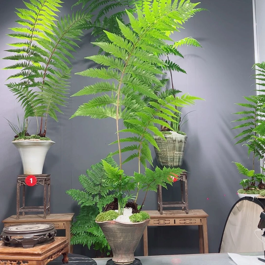 苍***牙无花朵蕨类植物等作物等作物