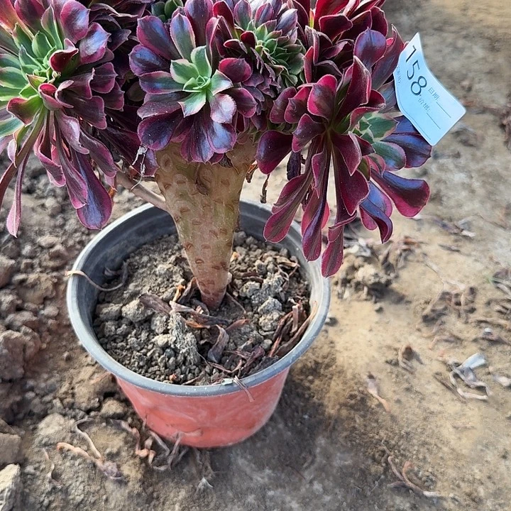 美杜莎缀158号一颗包邮