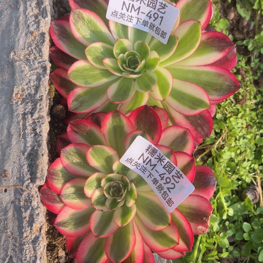 荔枝两颗多肉植物491-92