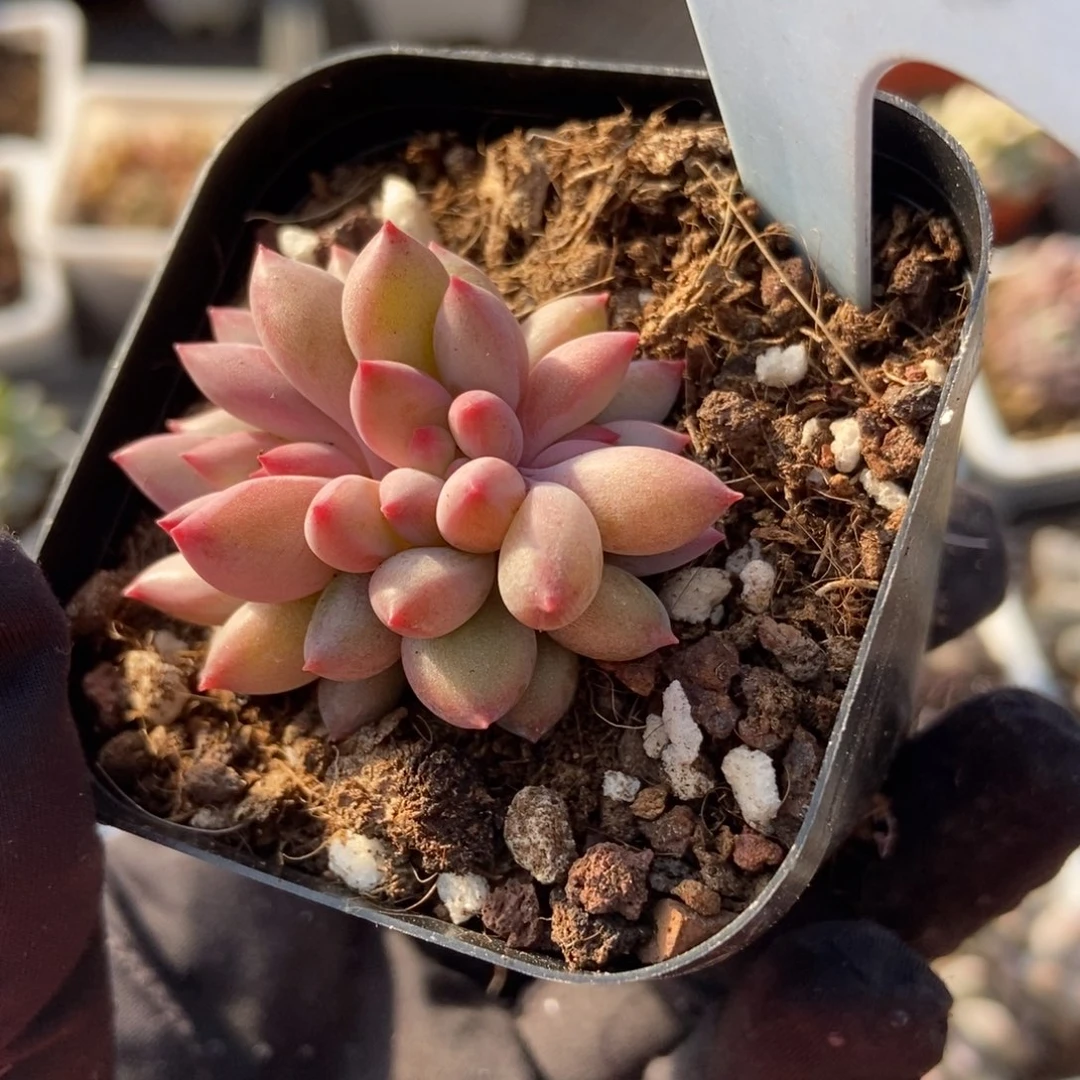 6058雨美人多肉植物