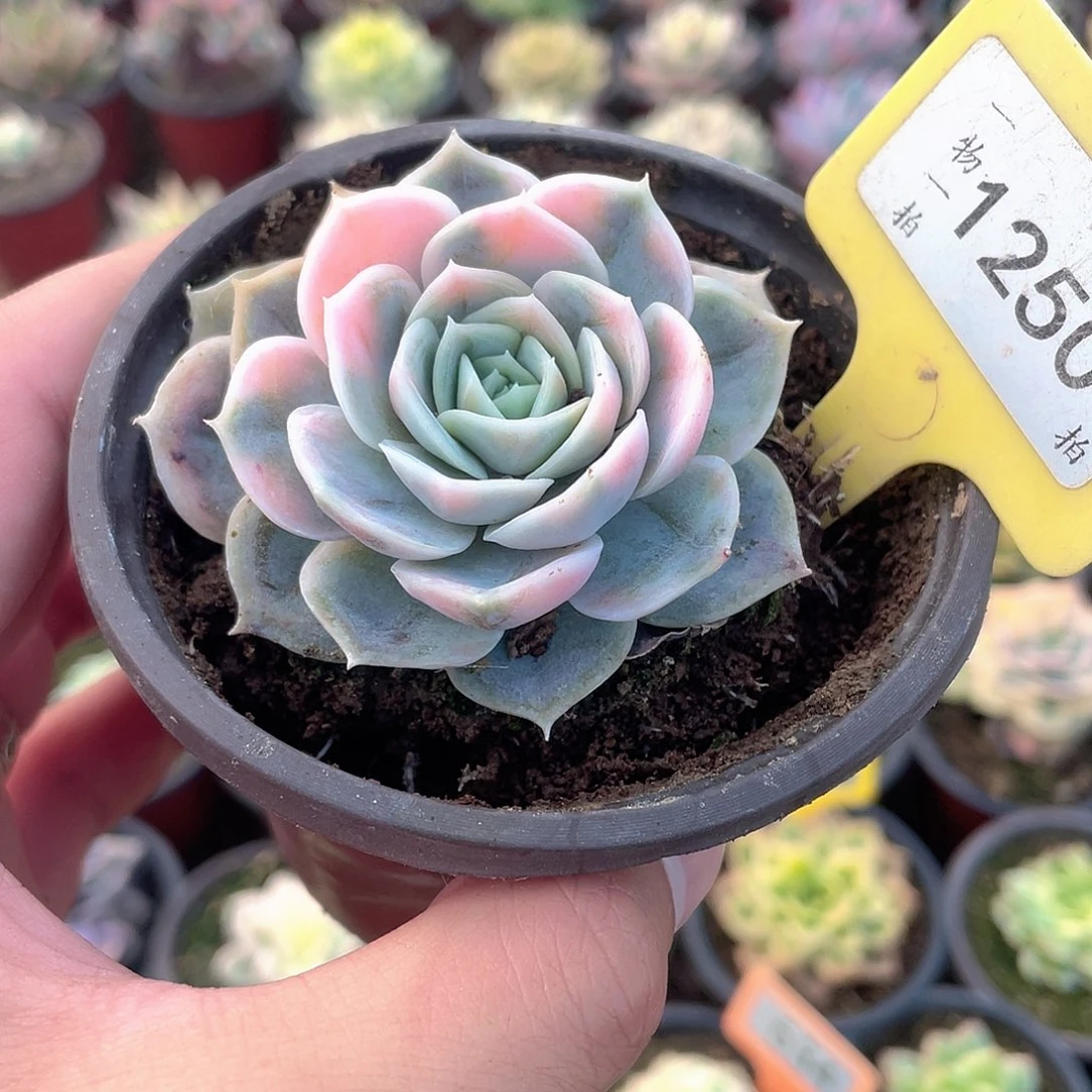 蓝色惊喜锦1250号