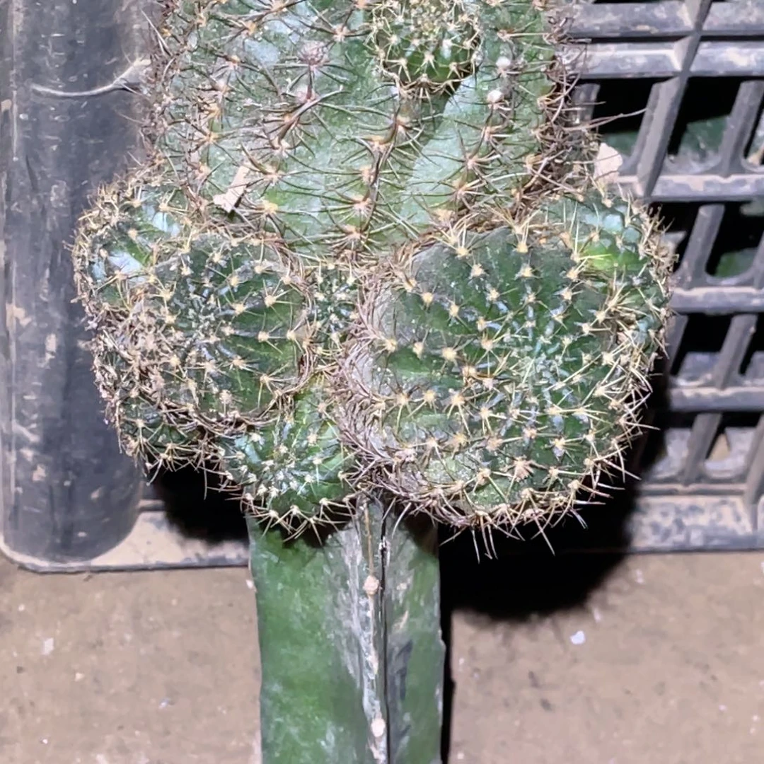 丽花 红拉丝 嫁接群 无根