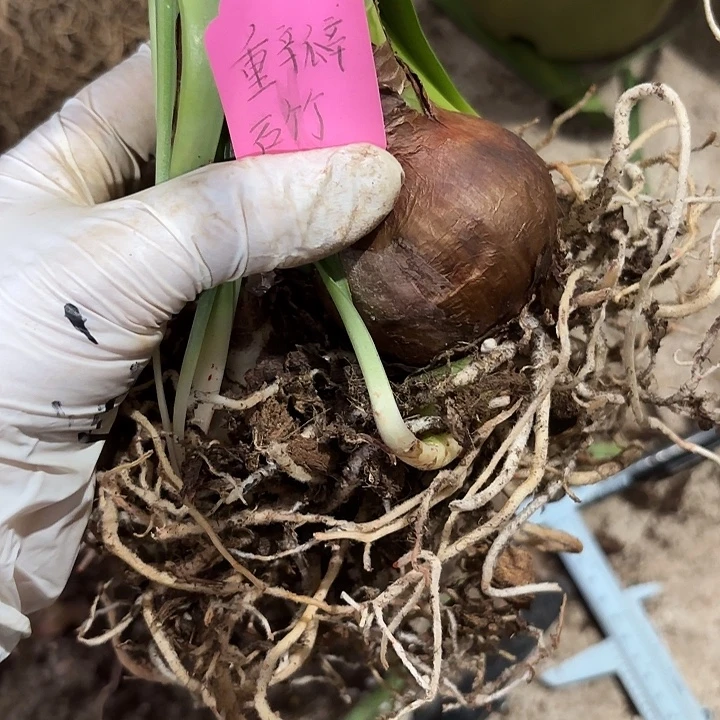 无花朵重瓣石朱一坨